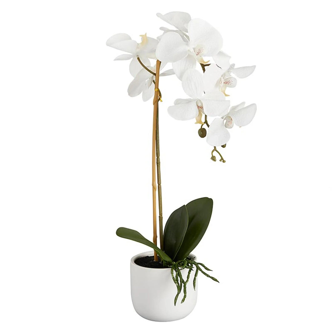 Ross & Merritt - White Orchid Potted